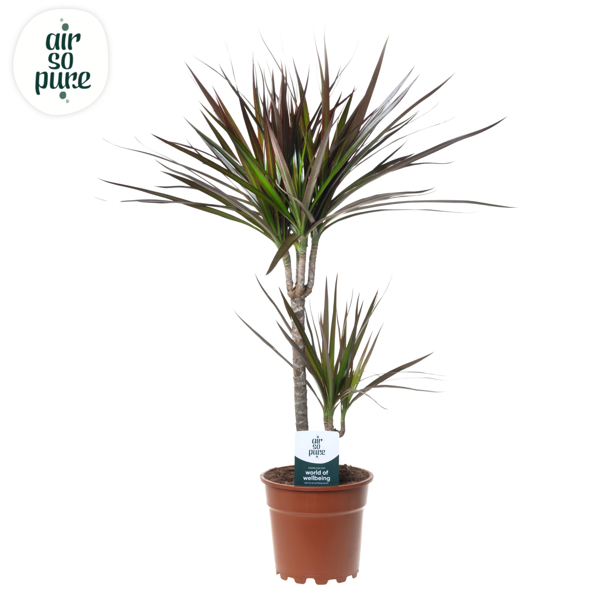 Dracaena Magenta p17 30+10 (Air So Pure), D 17