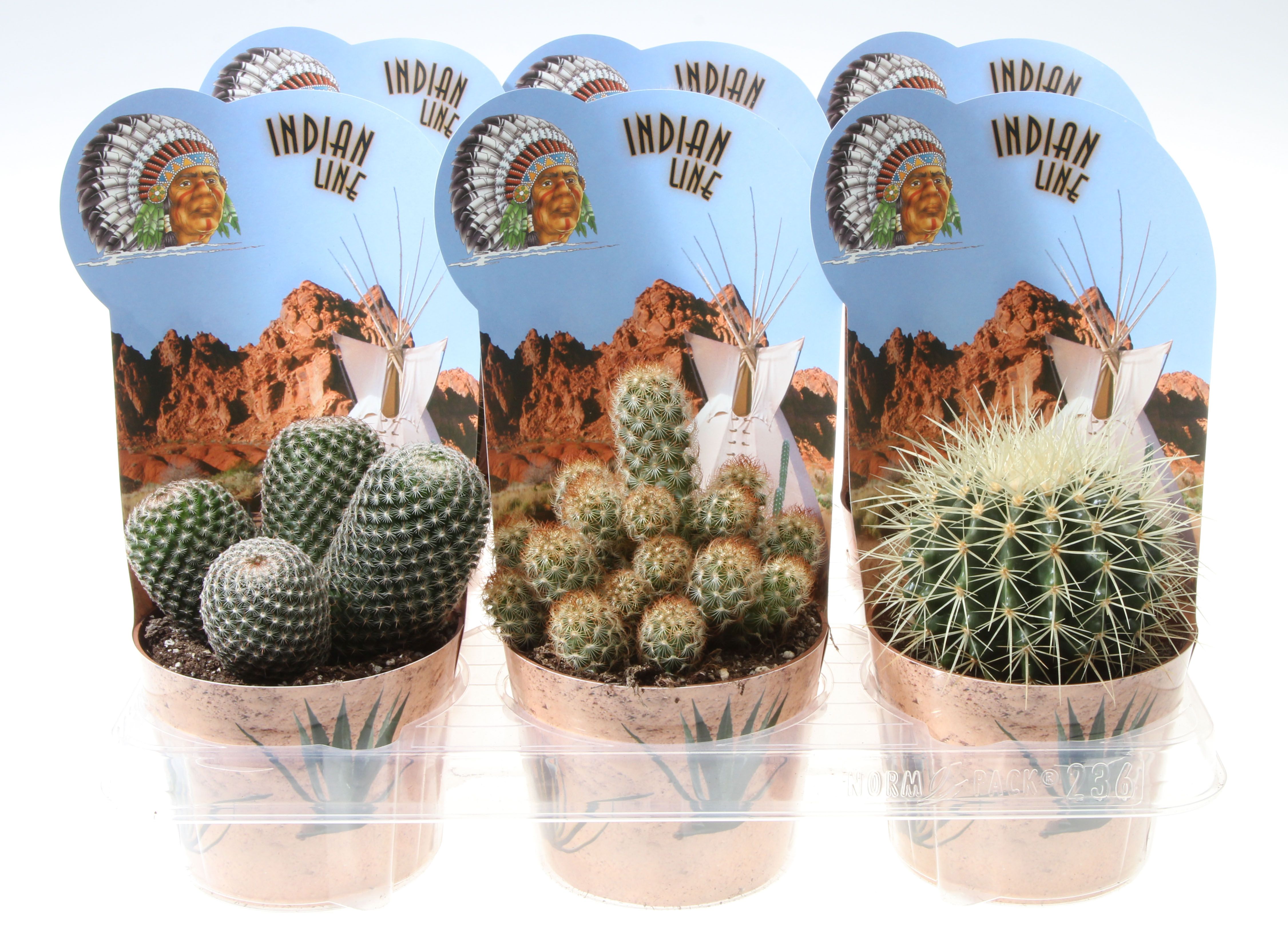 Potcover indian line cactus mix, D 12