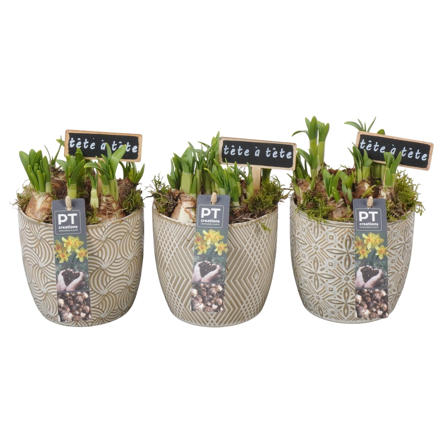 PTN8730 Arrangement Narcissus in keramiek pot, D 12