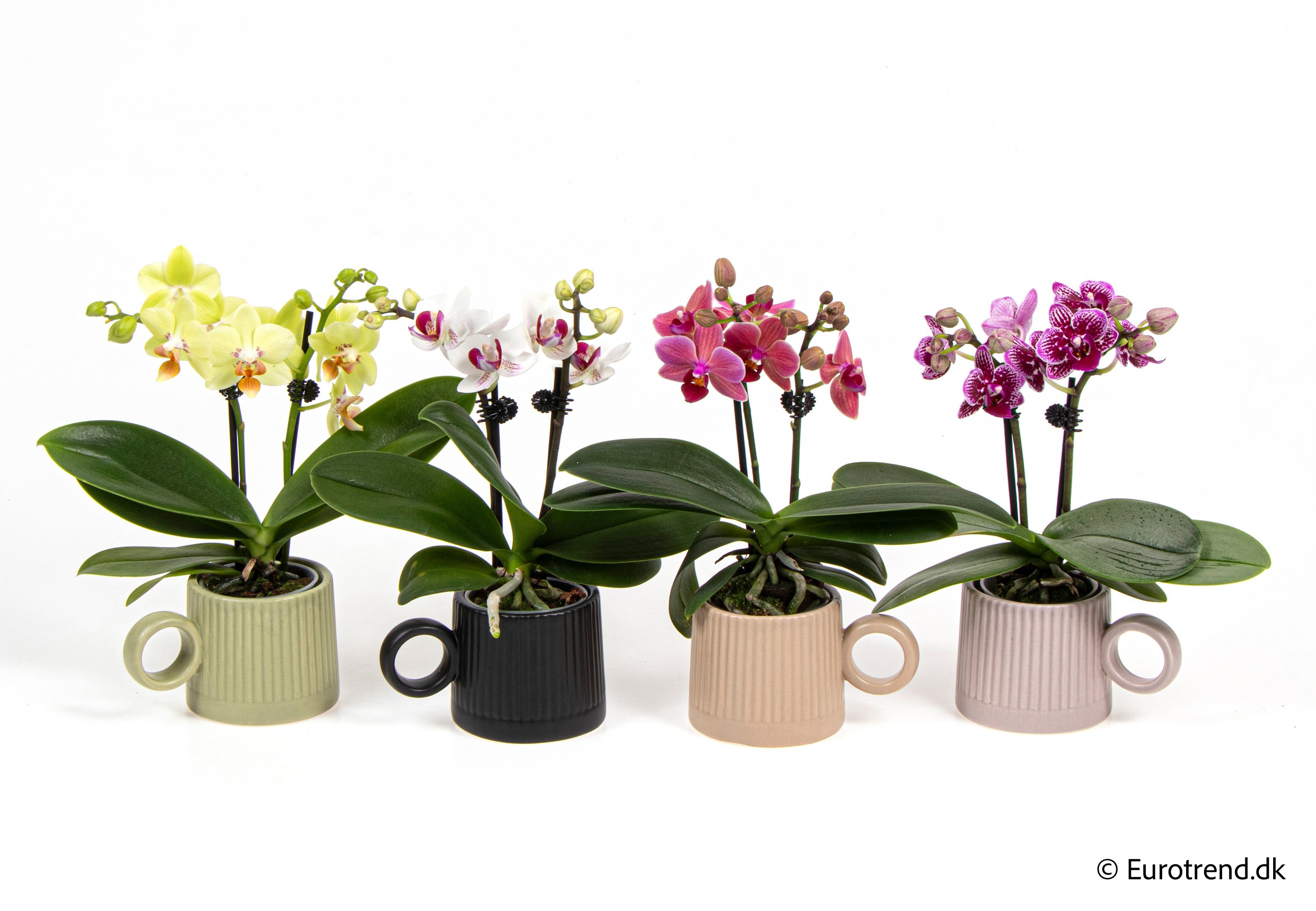 Phalaenopsis in New Look ceramic 2026, D 6
