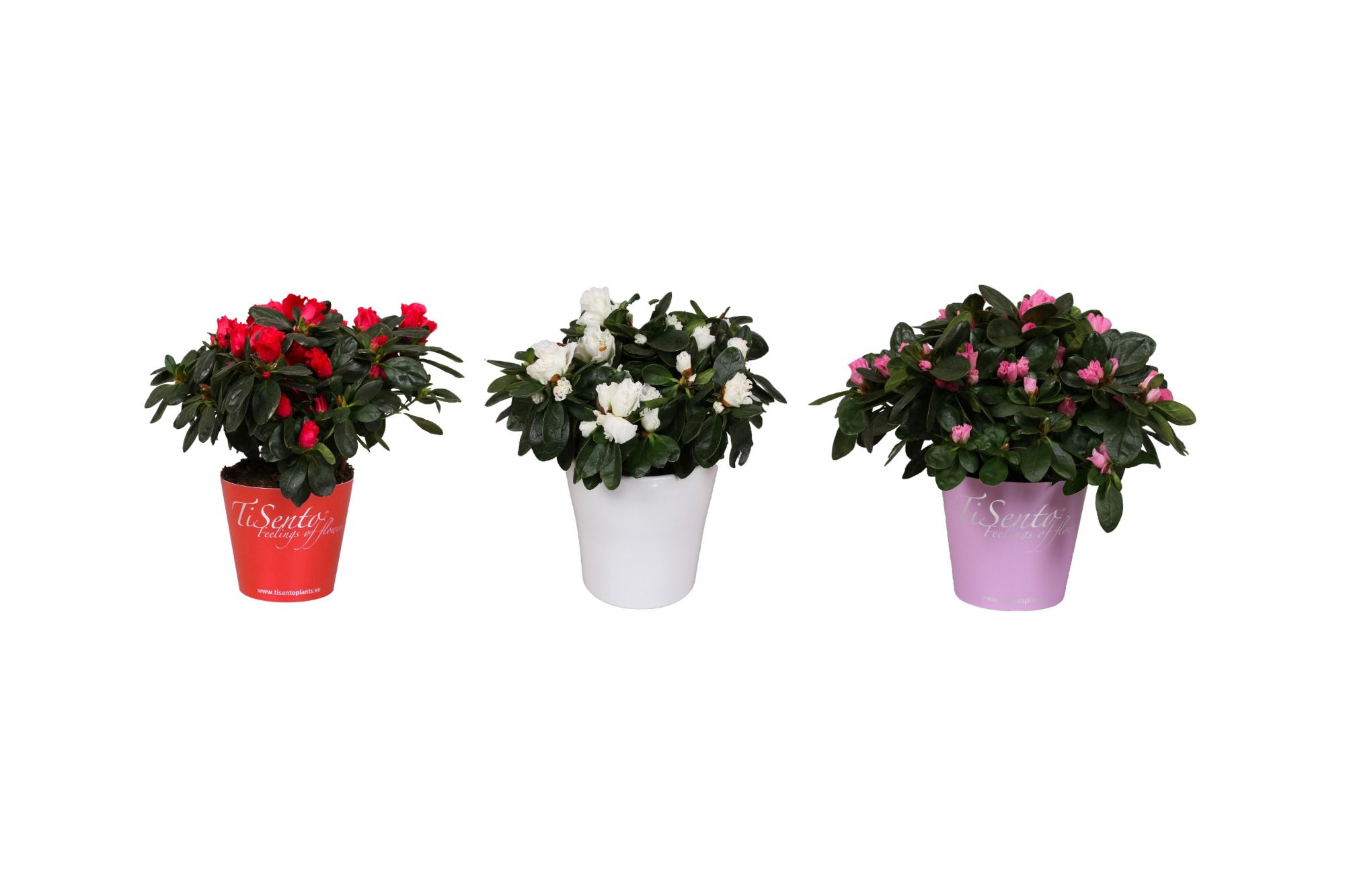 Azalea 12 cm - Smartcup, D 12
