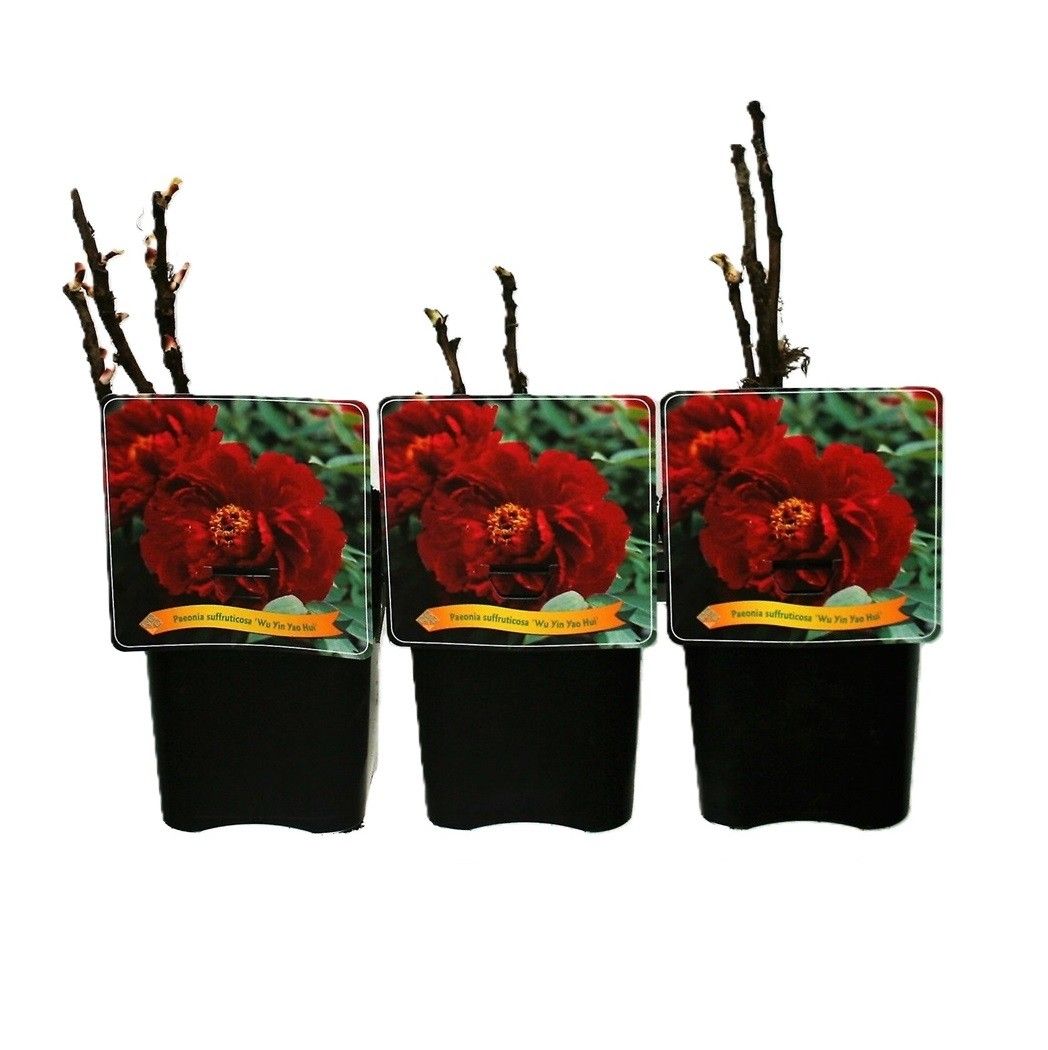 Paeonia Suffruticosa 'Wu Jin Yao Hui' C5, D 21