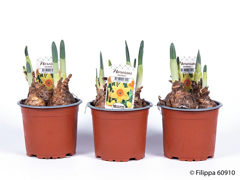 NARCISSUS INCOMPARABILIS 'Red Devon', D 11