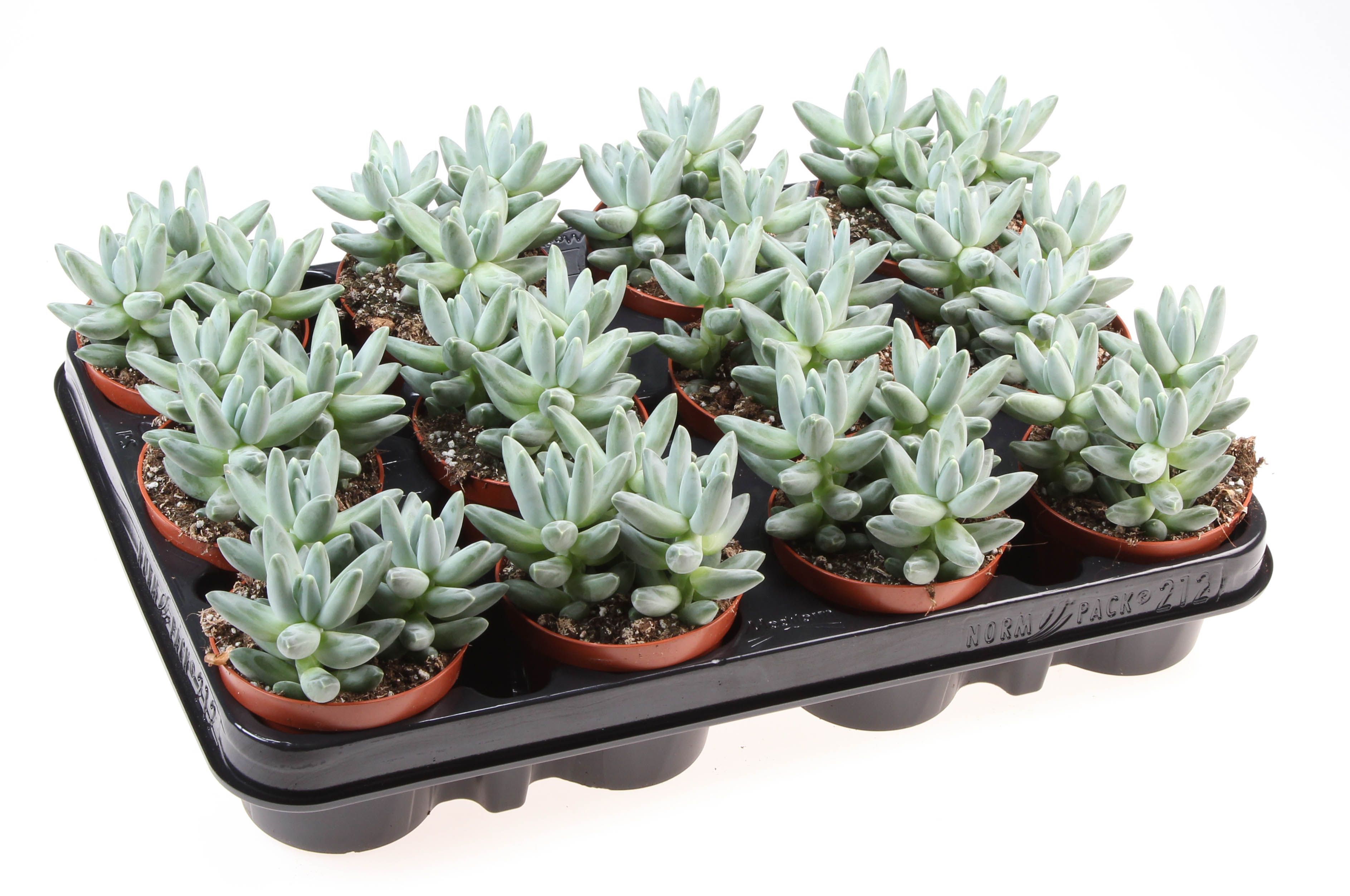 Pachyphytum compactum, D 8,5