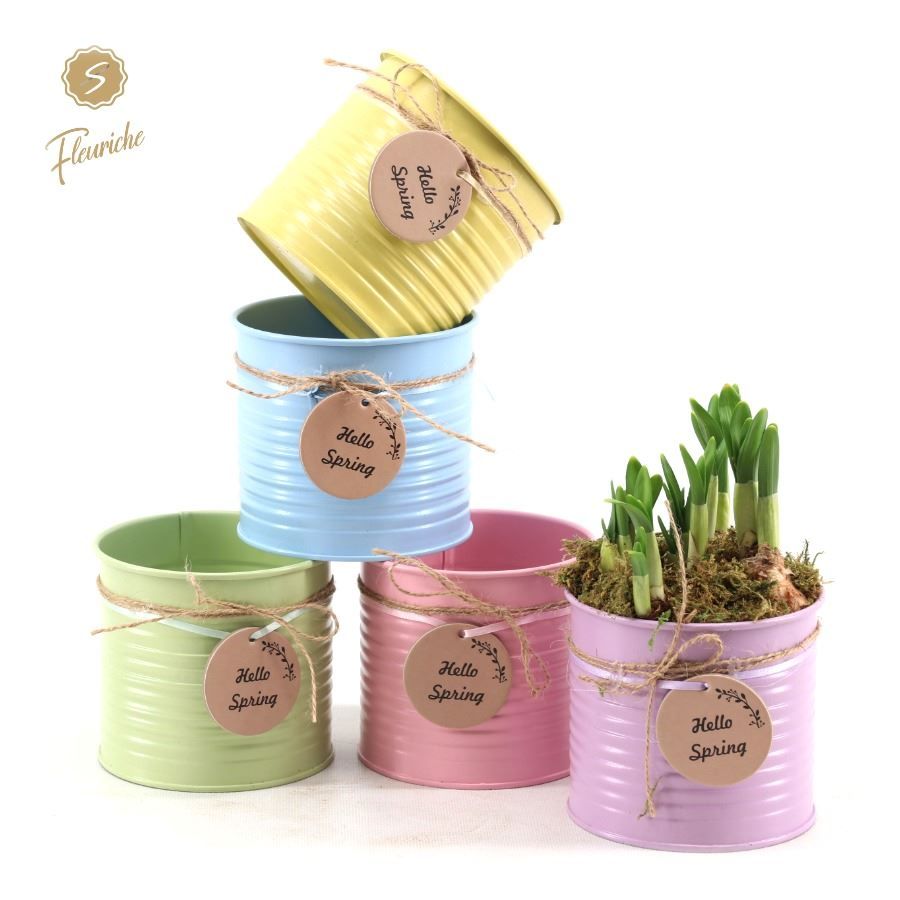 (3400) Narcissus Hello Spring [L] Mos, D 12