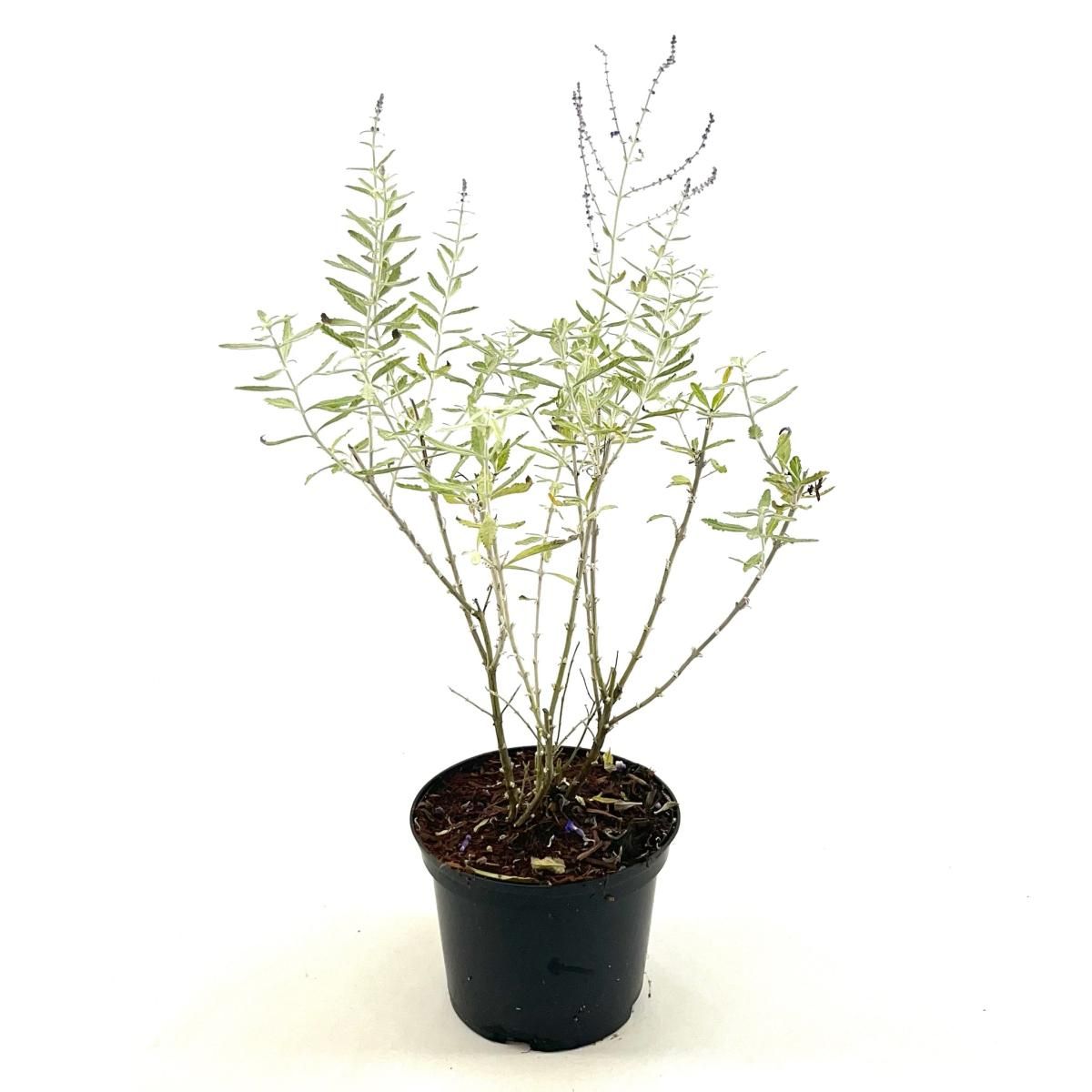 Perovskia 'Blue Haze', D 17