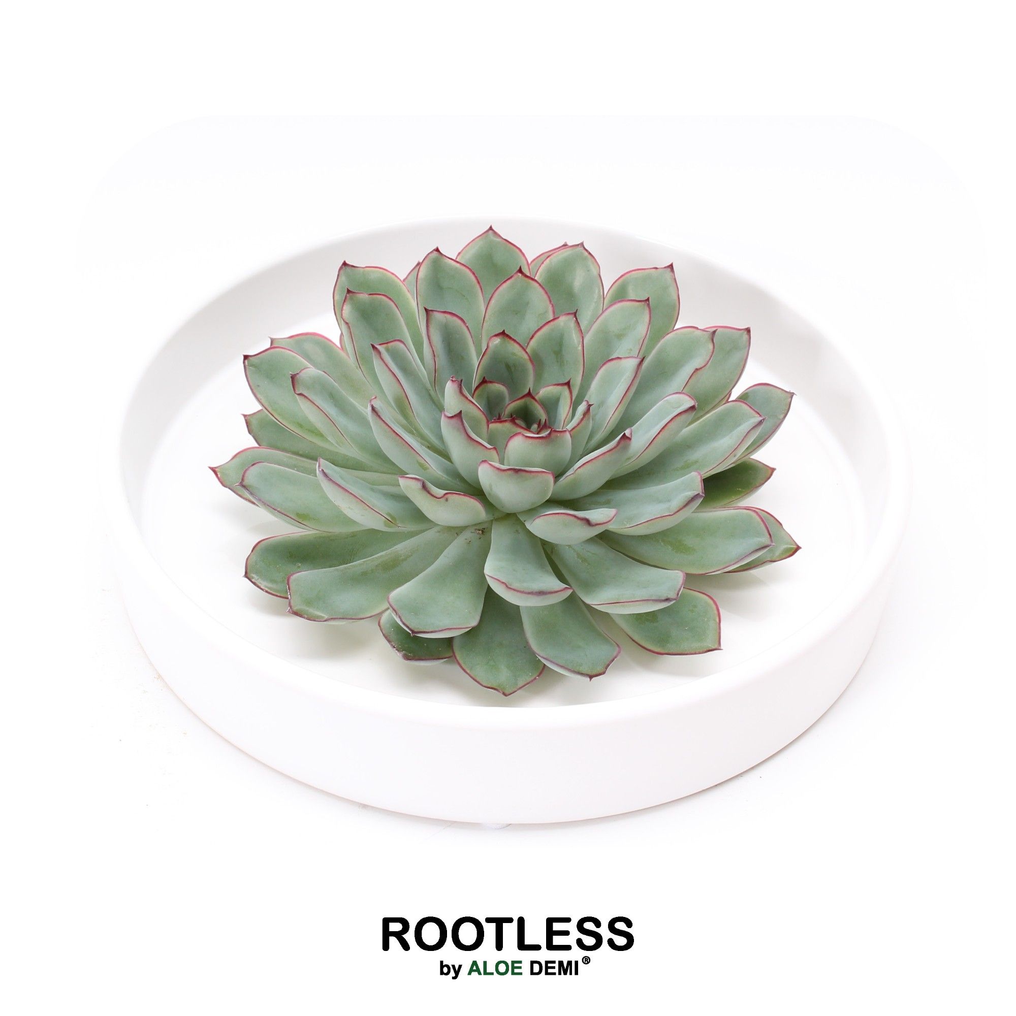ROOTLESS Echeveria pulidonis, Tapir bowl, D 20 cm