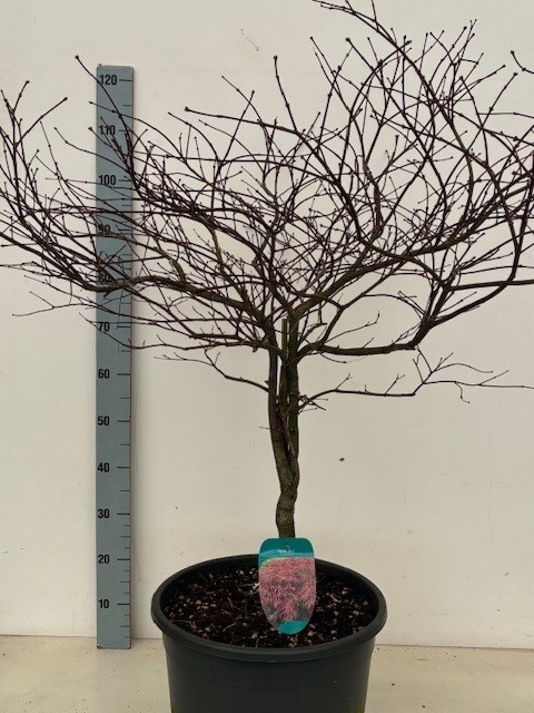 Acer palmatum 'Garnet' P38 Full CC, D 38
