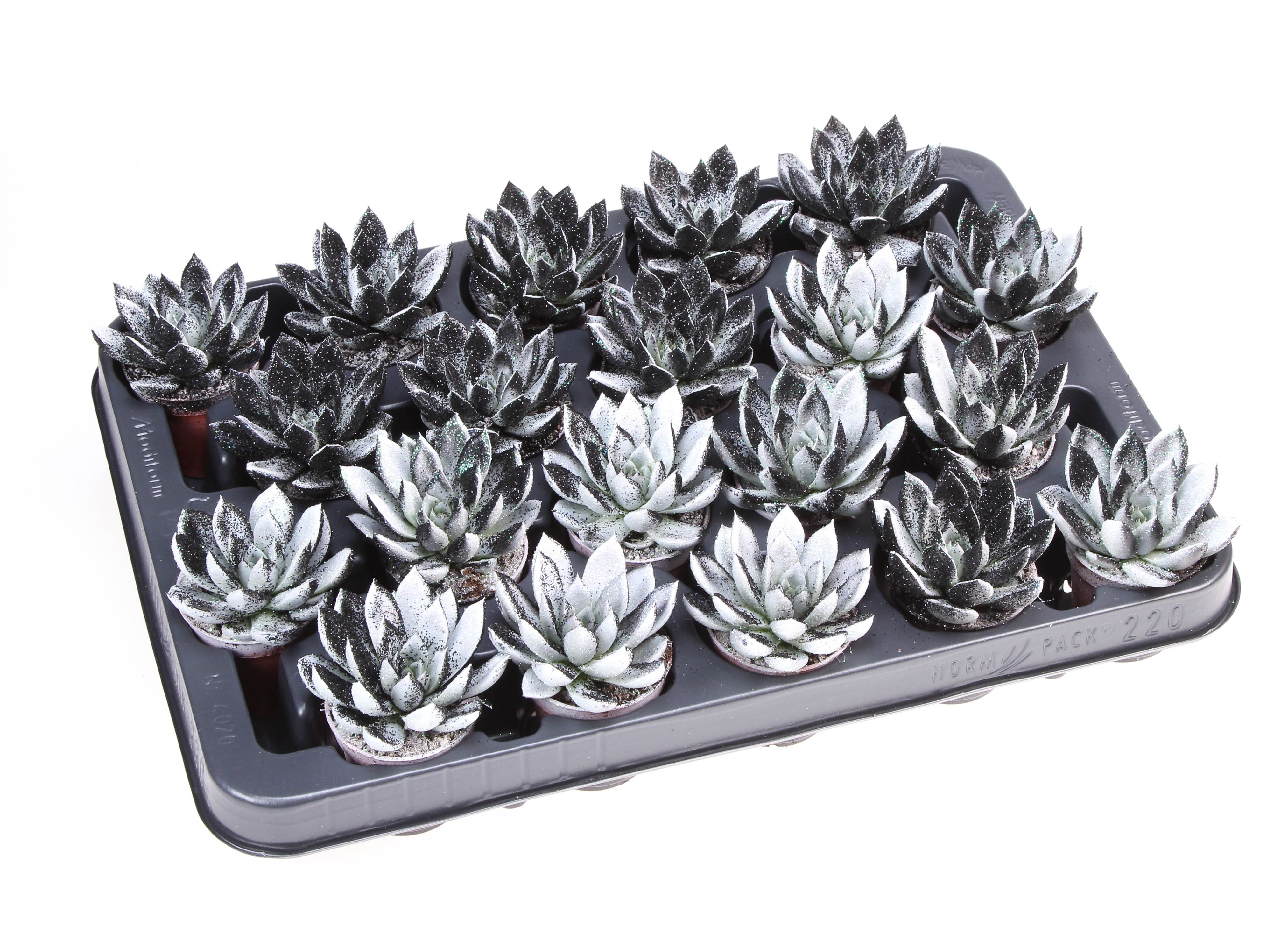 Miranda black&white + bio glitter, D 5,5