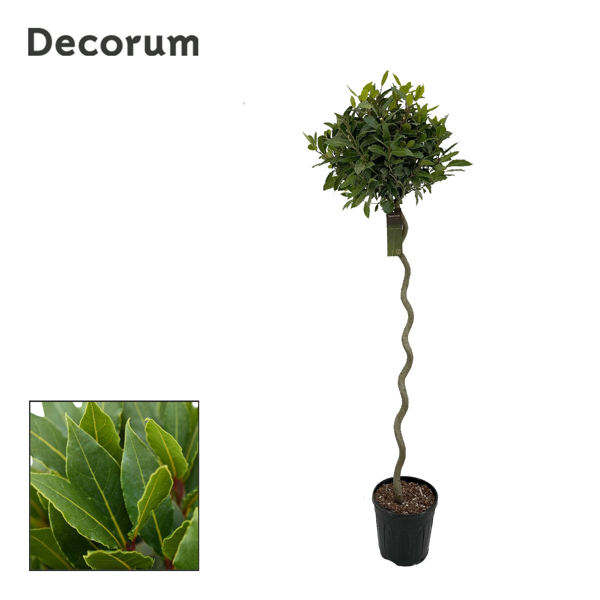 Laurus nobilis Spiraal stam, D 25