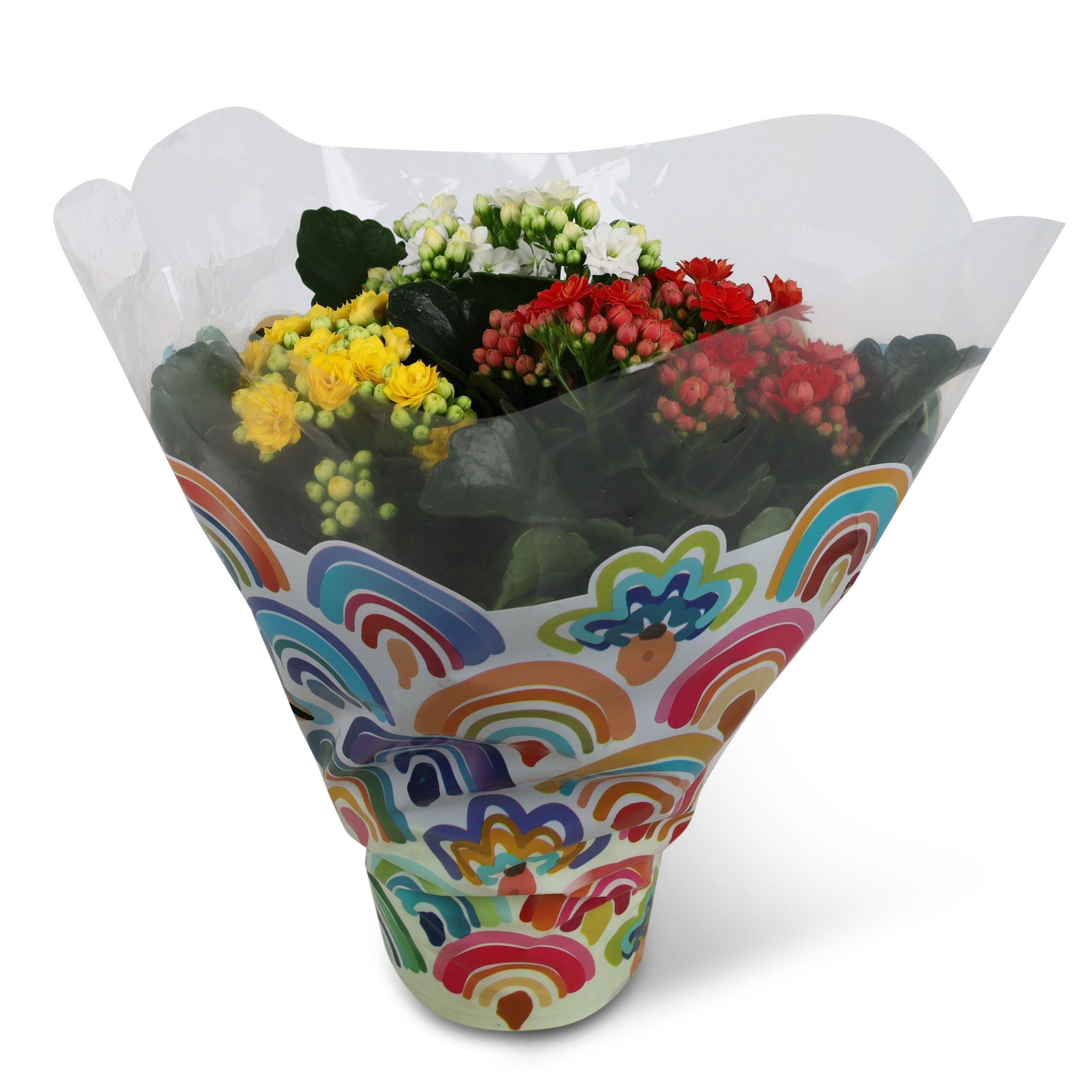 Kalanchoë Perfecta Tricolor Boogjes hoes (rood/wit/geel), D 13