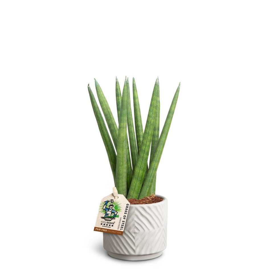 SANSEVIERIA CYLINDRICA 40631625 Dune Spaghetti, D 7