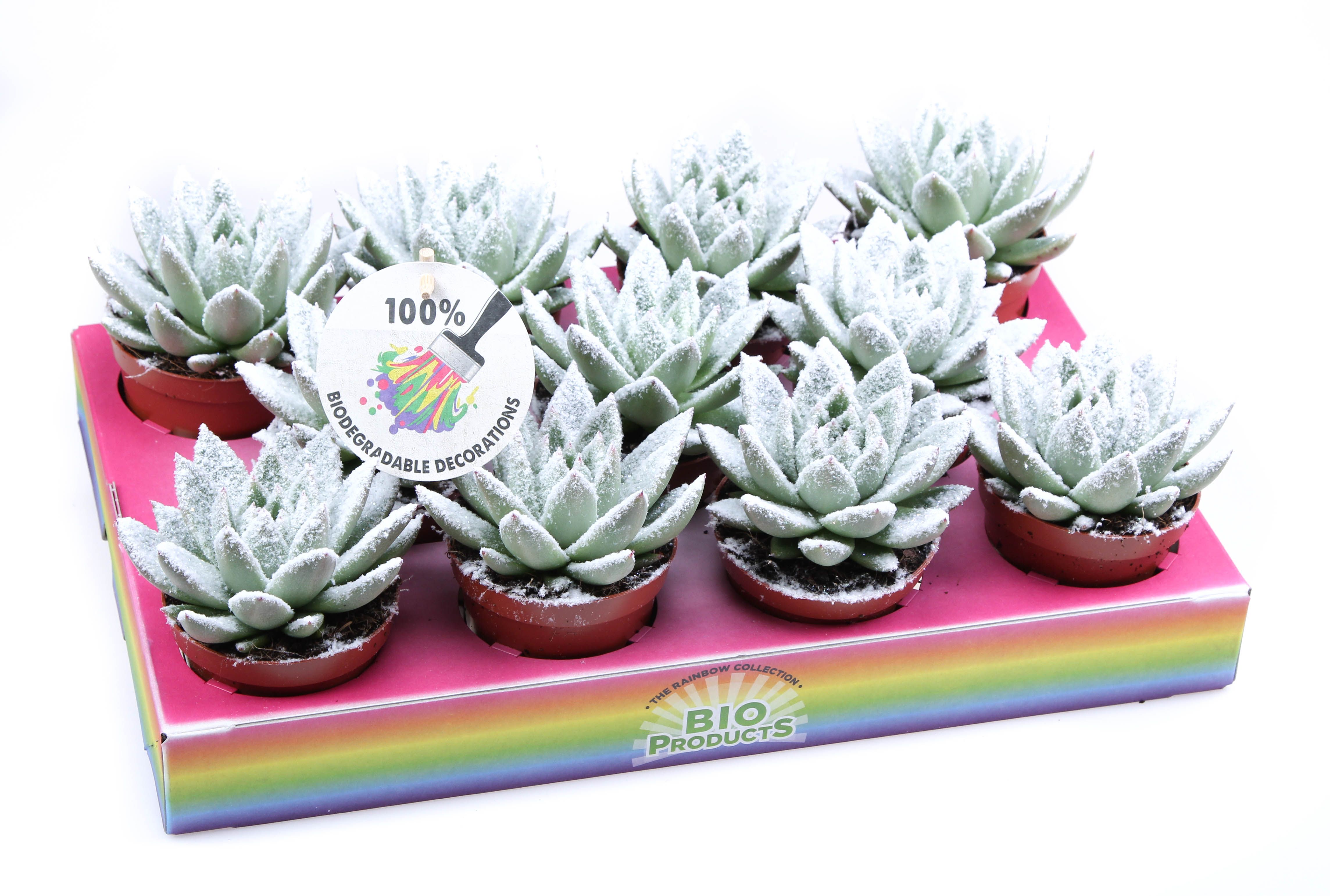 Bio miranda snow, D 8,5