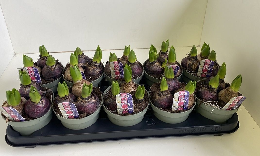 Hyacint Tricolore in olijfgroene pot, D 12