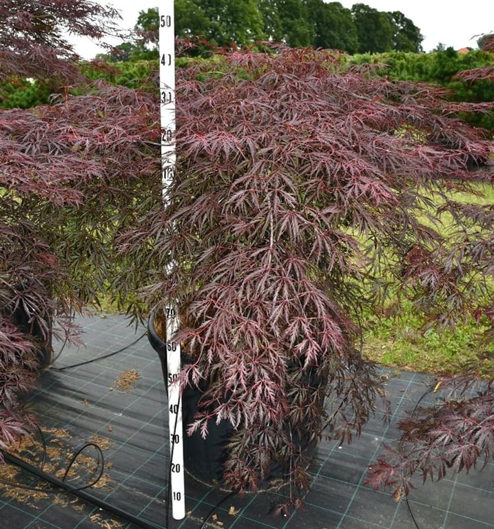 Acer pal. 'Inaba-shidare', D 65