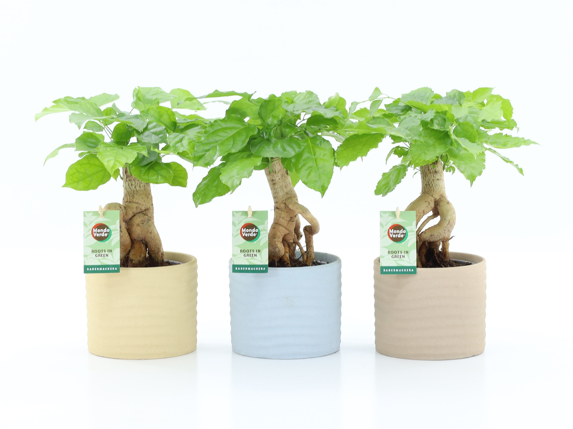 Radermachera Bonsai in Ibiza keramiek, D 13