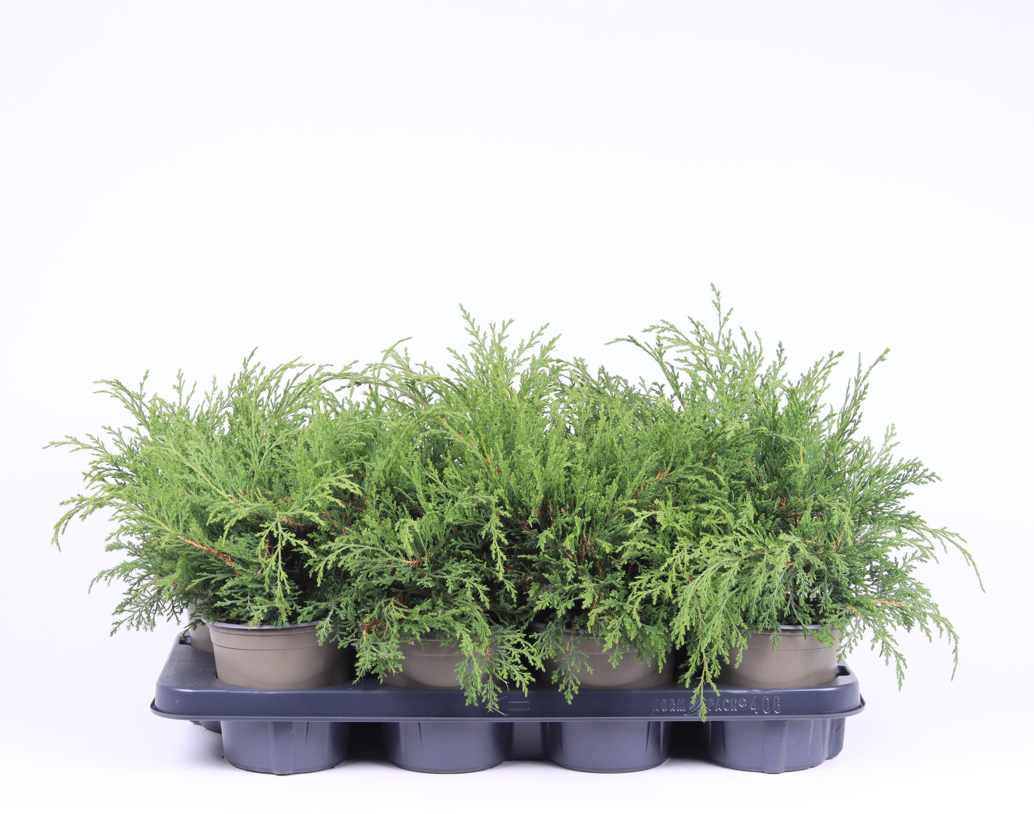 Microbiota decussata, D 13