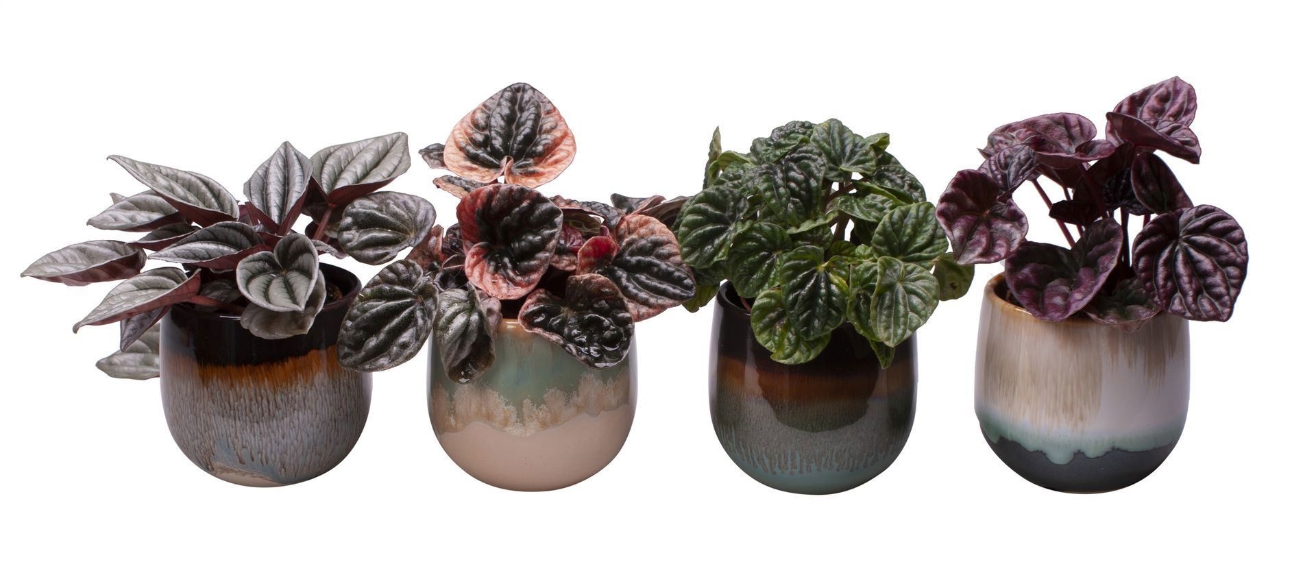 L 65409 with Peperomia Caperata Mix, D 6