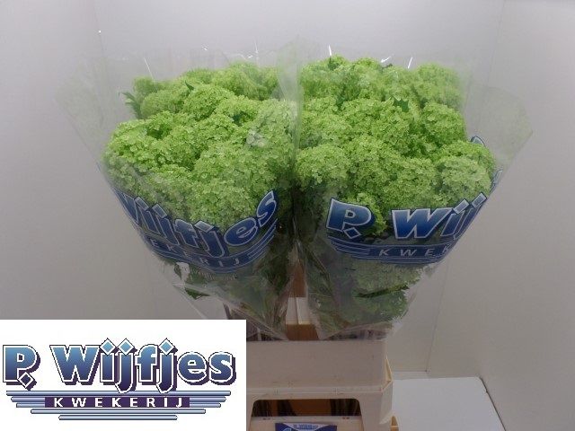 Вибурнум Розеум 100 (зел.), шт.