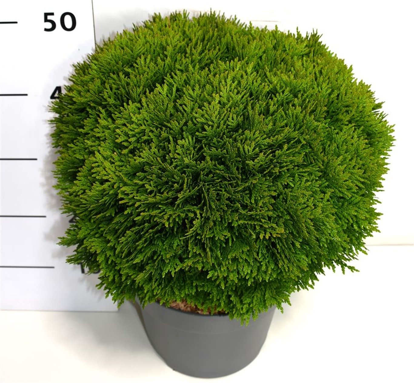 Thuja occ. 'Danica', D 26