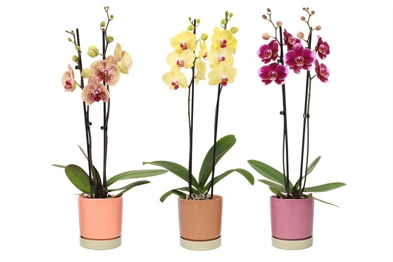 Stoneware p12 Lotte mix Phal mix 2T14+, D 12