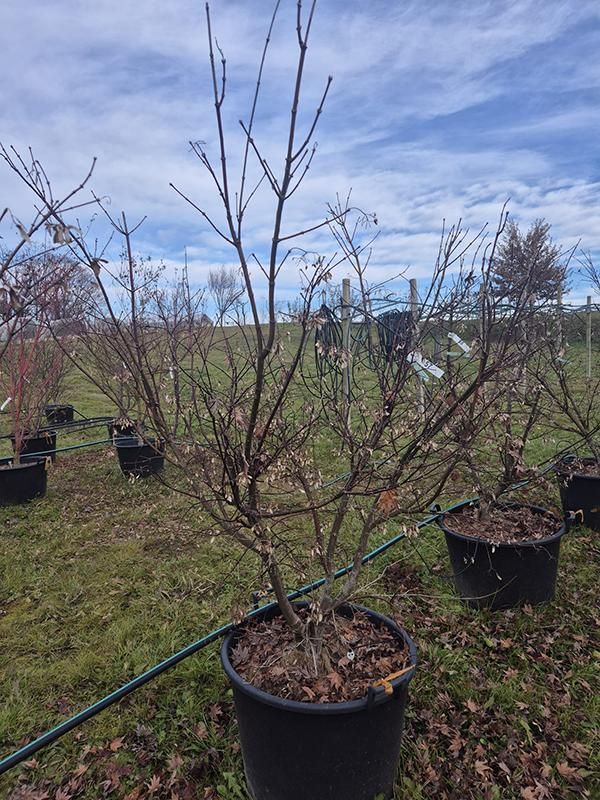 Acer pal. 'Osakazuki', D 65