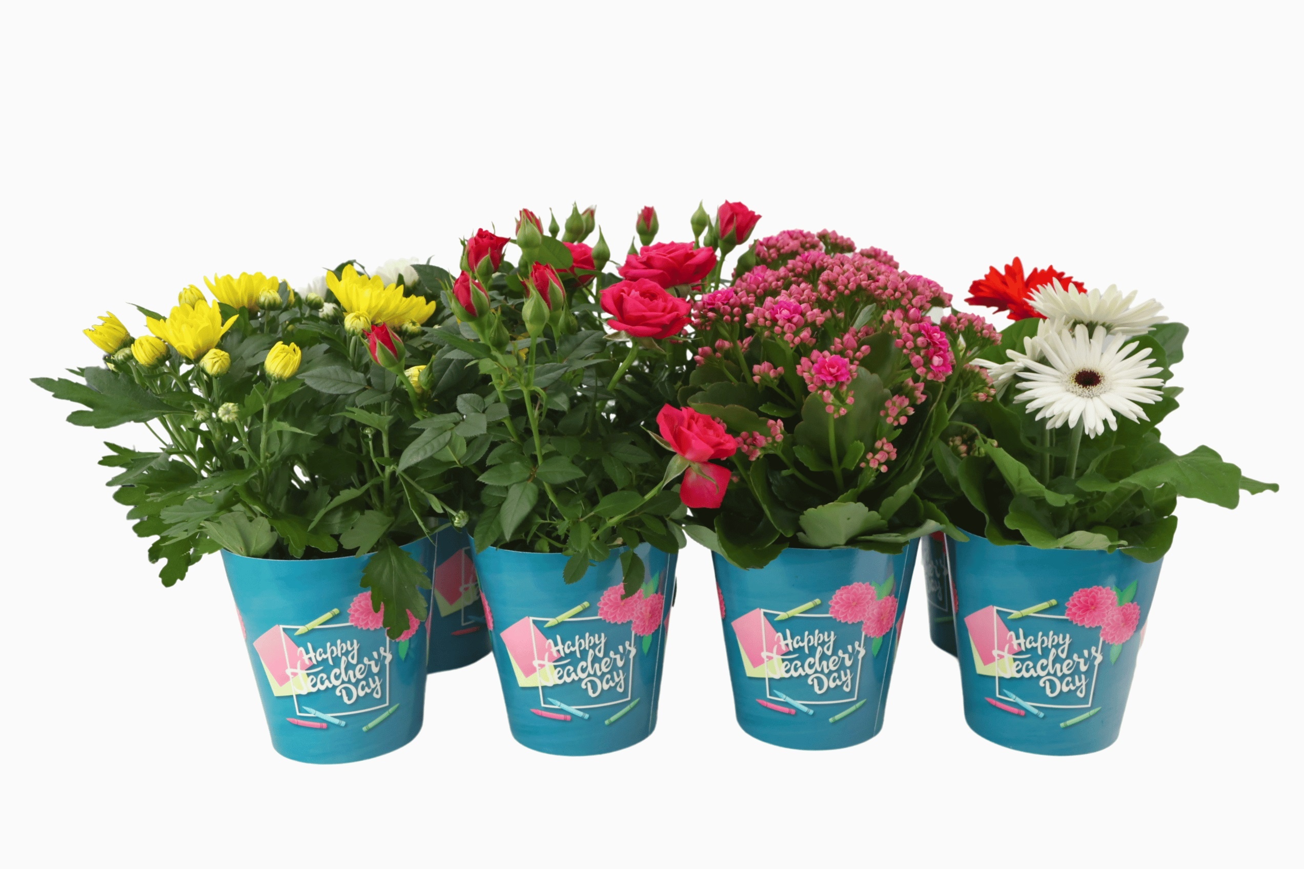 Bloeimix 12 cm - Happy Teacher's Day, D 12