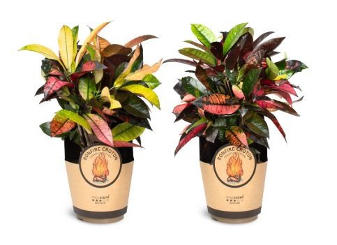 CODIAEUM VARIEGATUM 'MRS.ICETON', D 17