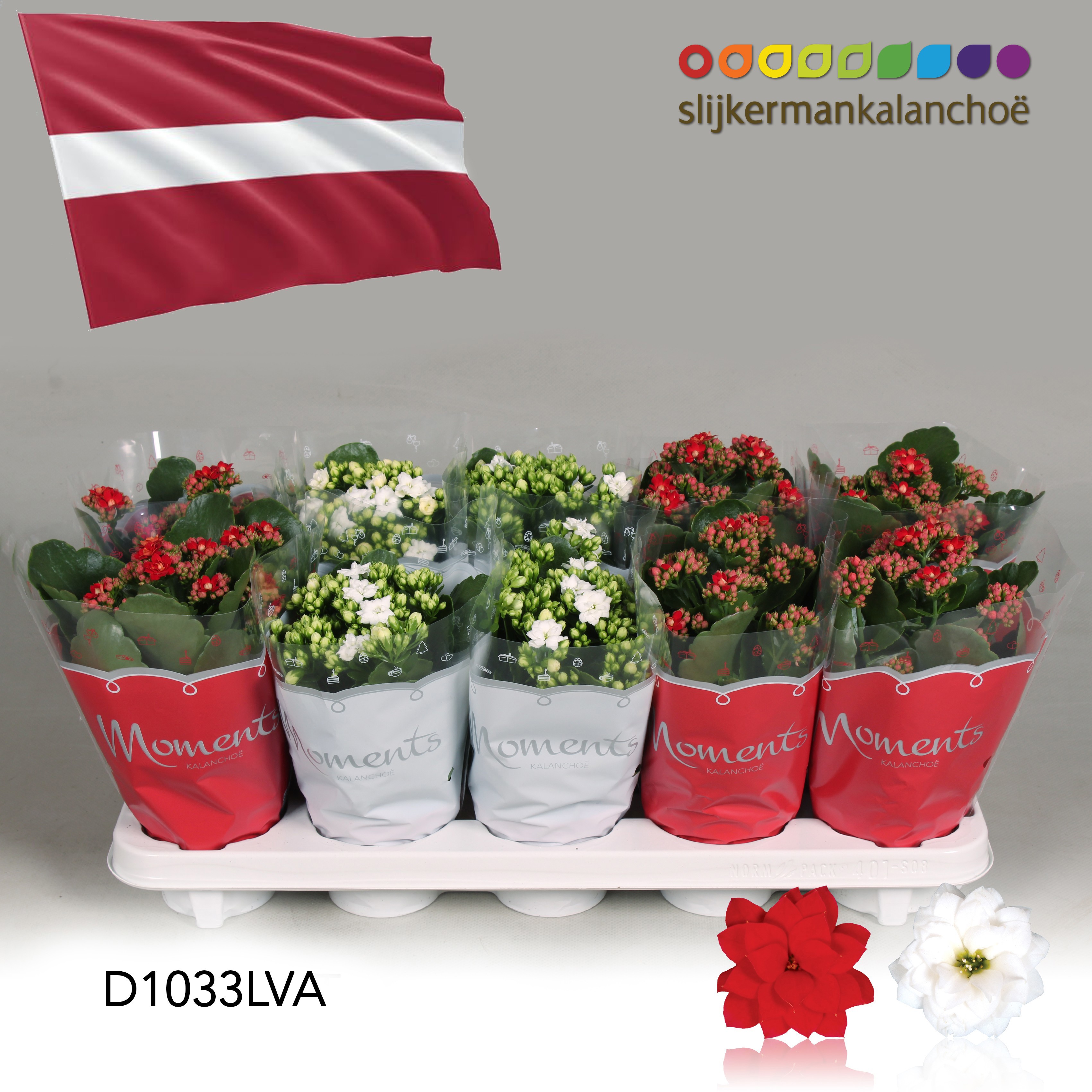 Kalanchoe Moments - Latvia flag, D 10,5