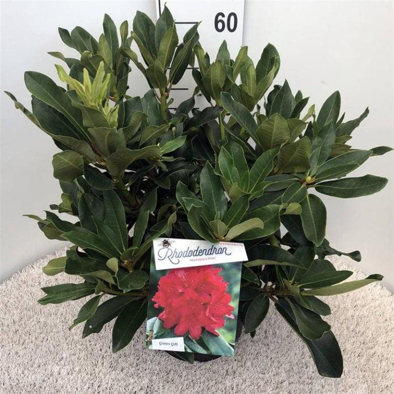Rhododendron 'Markeeta's Prize', D 29