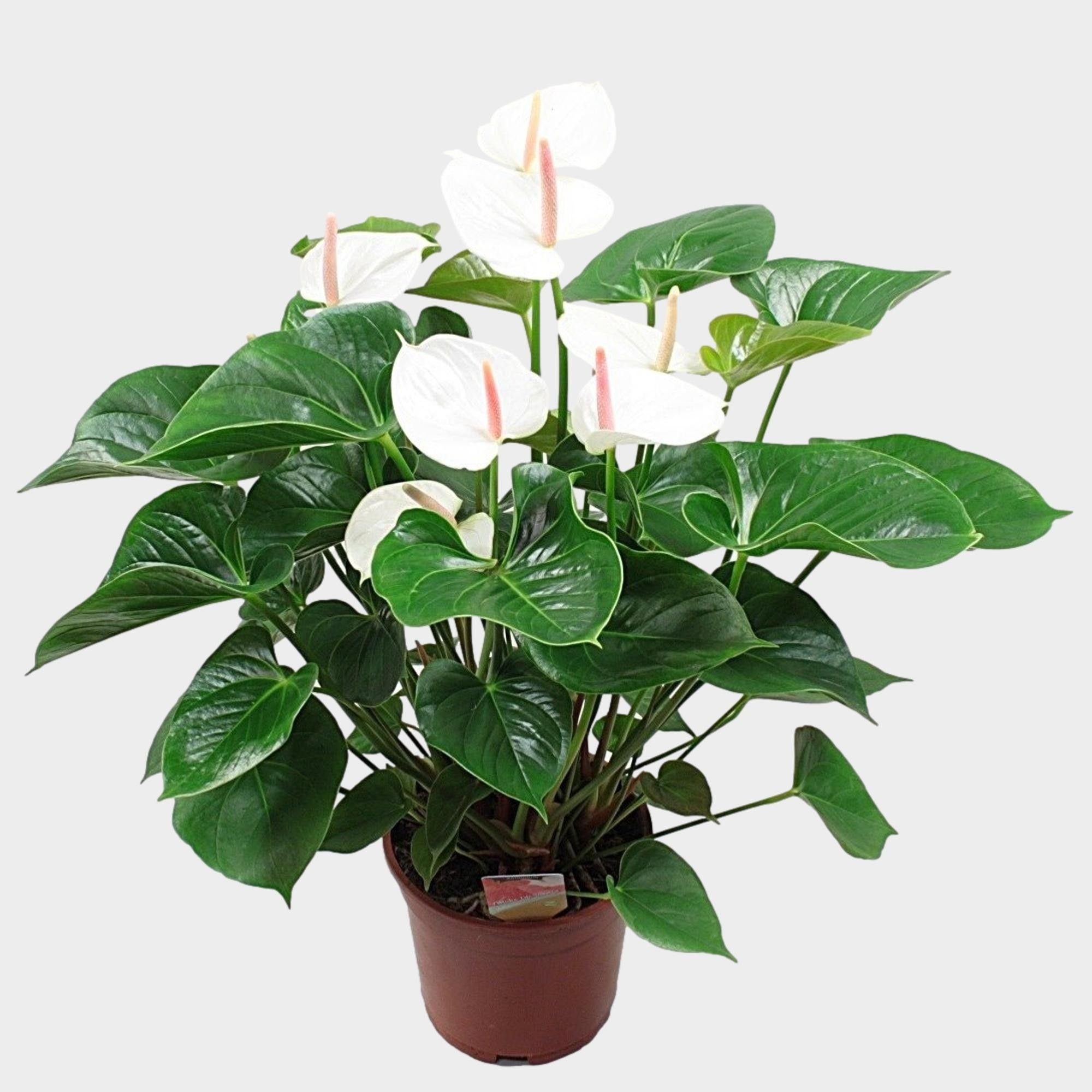 Anthurium 'White Succes', D 17