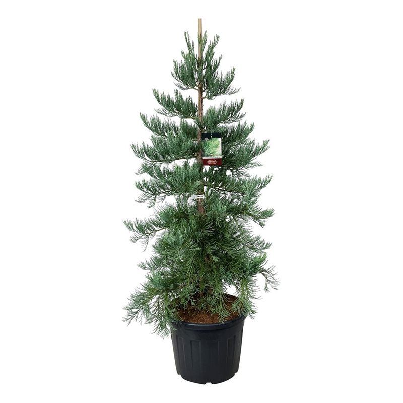 Sequoiadendron g. 'H. Mamm. Three', D 60