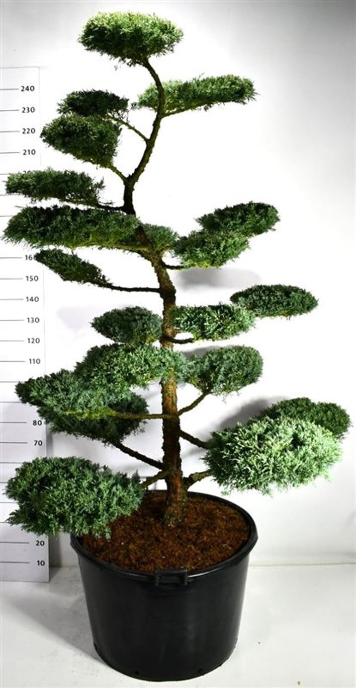 Juniperus media 'Hetzii', D 80