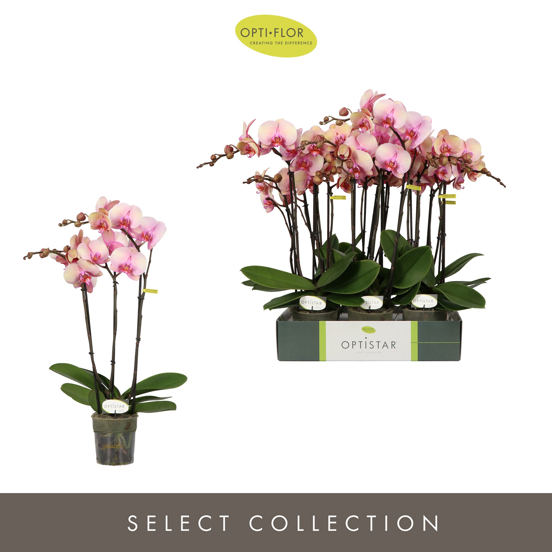 Optistar Adele 3 spike, D 12 cm