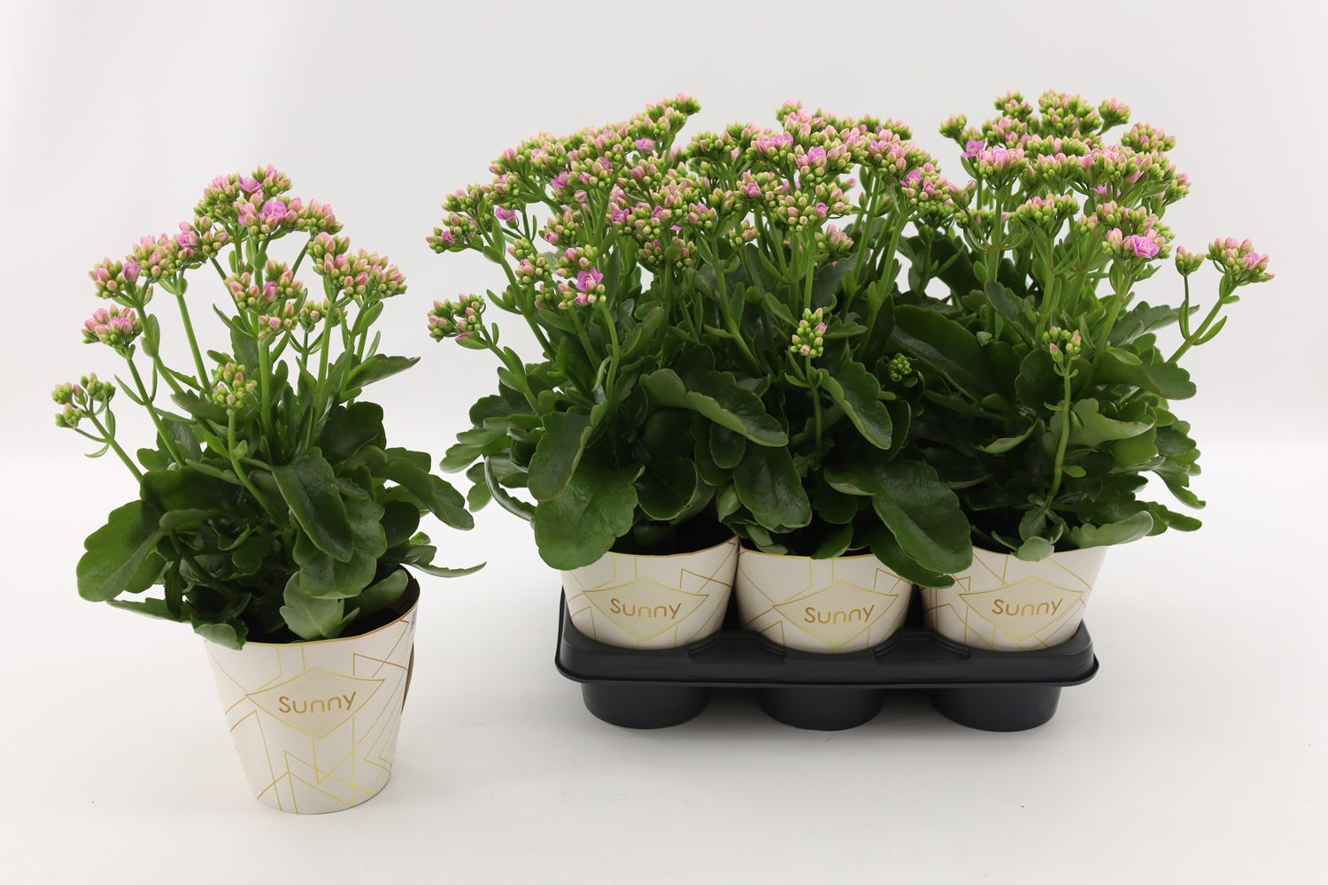 Kalanchoe Graceful Pink, D 14