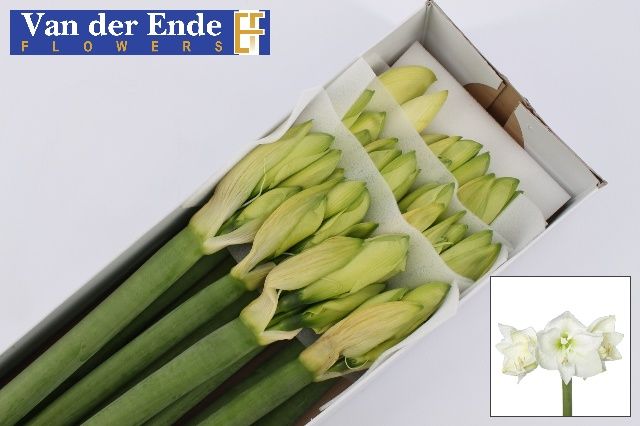 Амарилис Мон Блан (бел.) x12, шт.