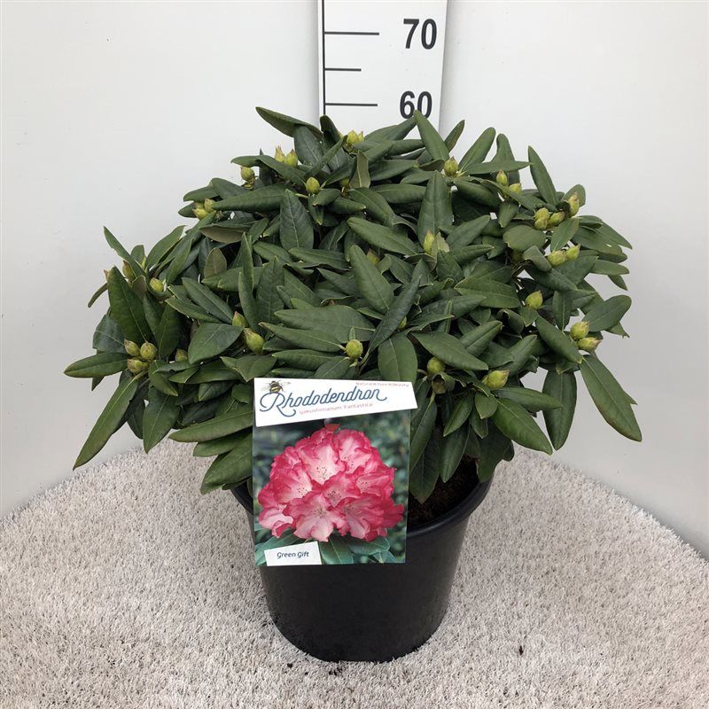 Rhodo. (Y) 'Fantastica' pink/red, D 37