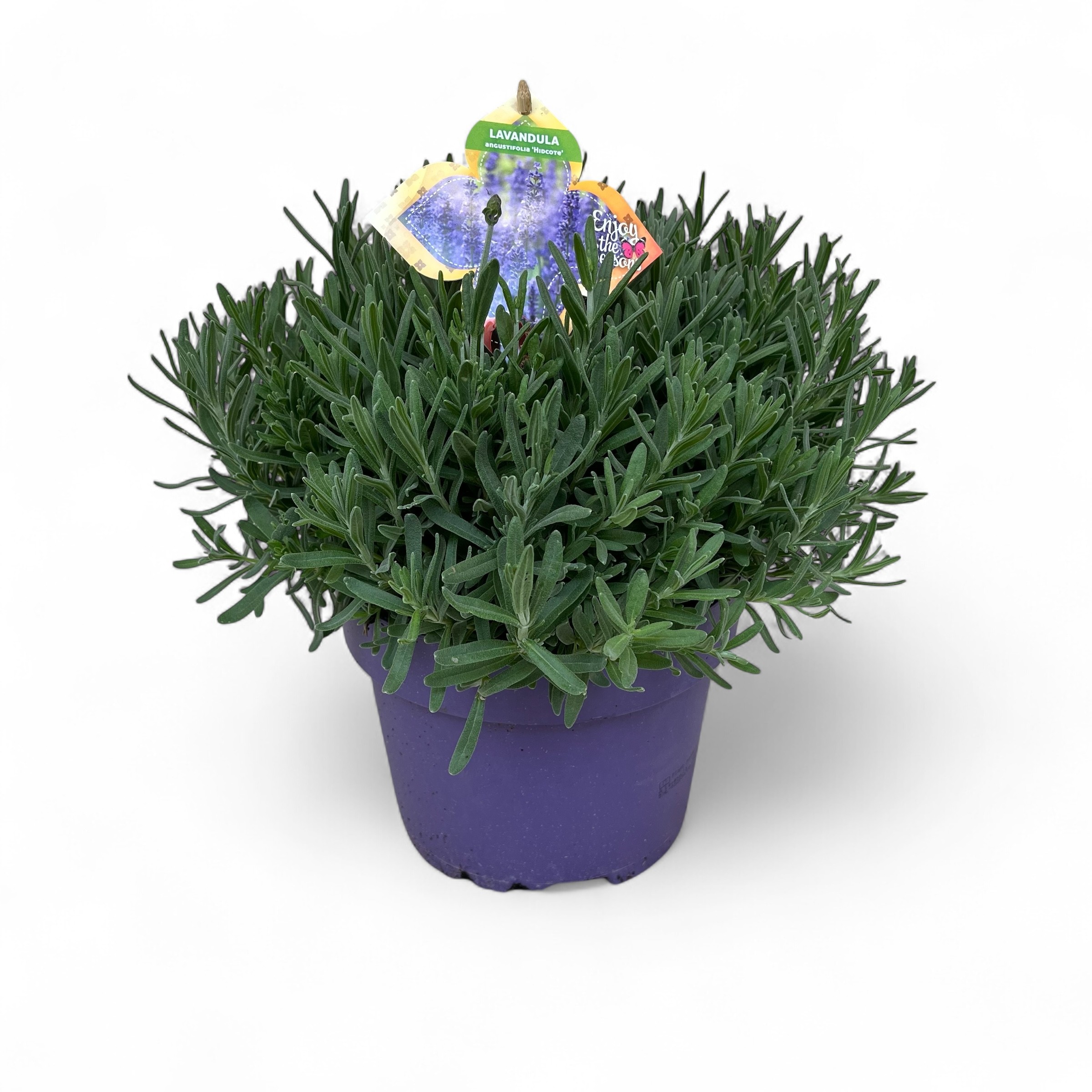Lavandula angustifolia Cleo-Patio C3, D 19