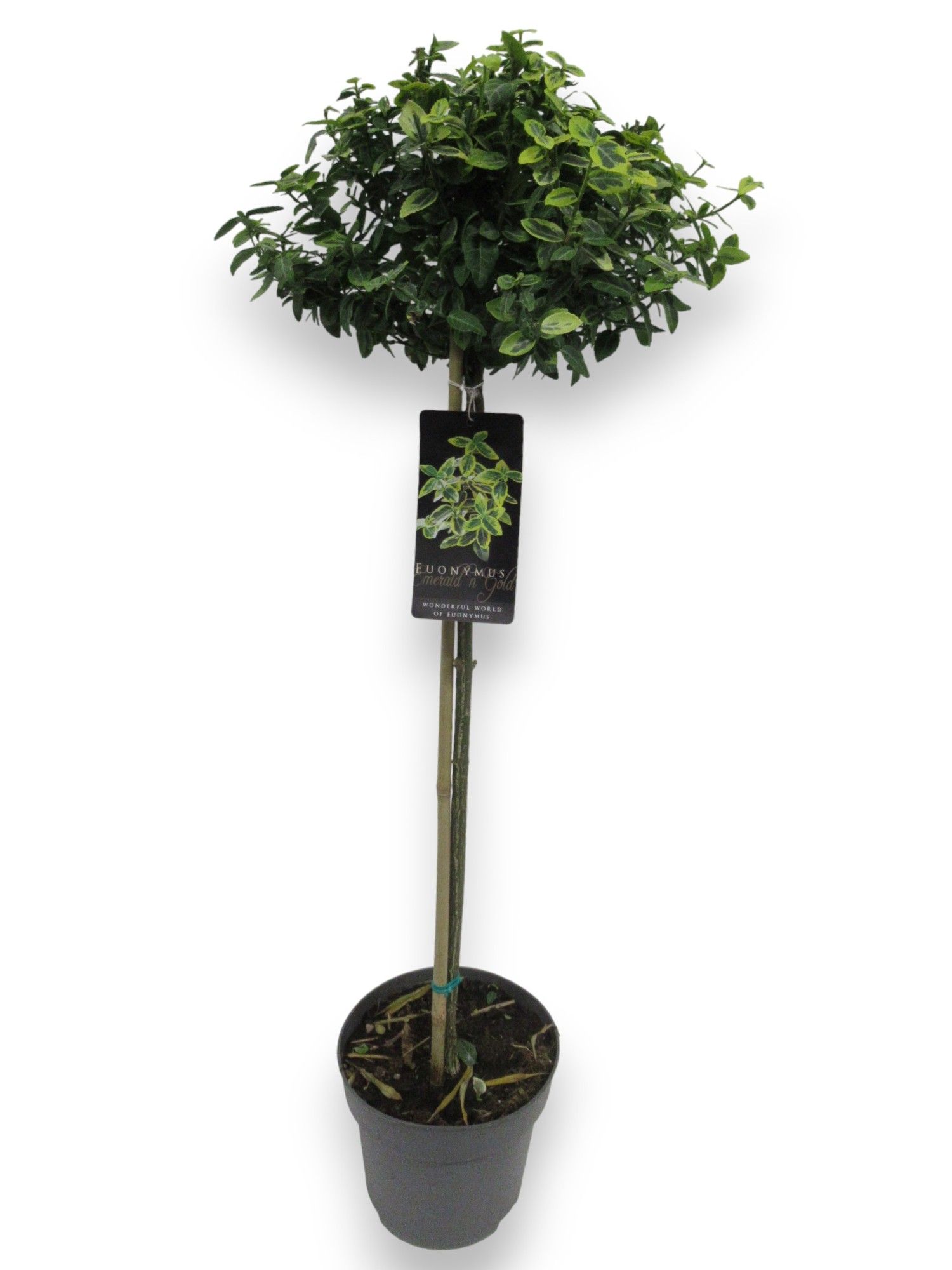 Euonymus fortunei 'Emerald 'n' Gold' C4/P21, D 21