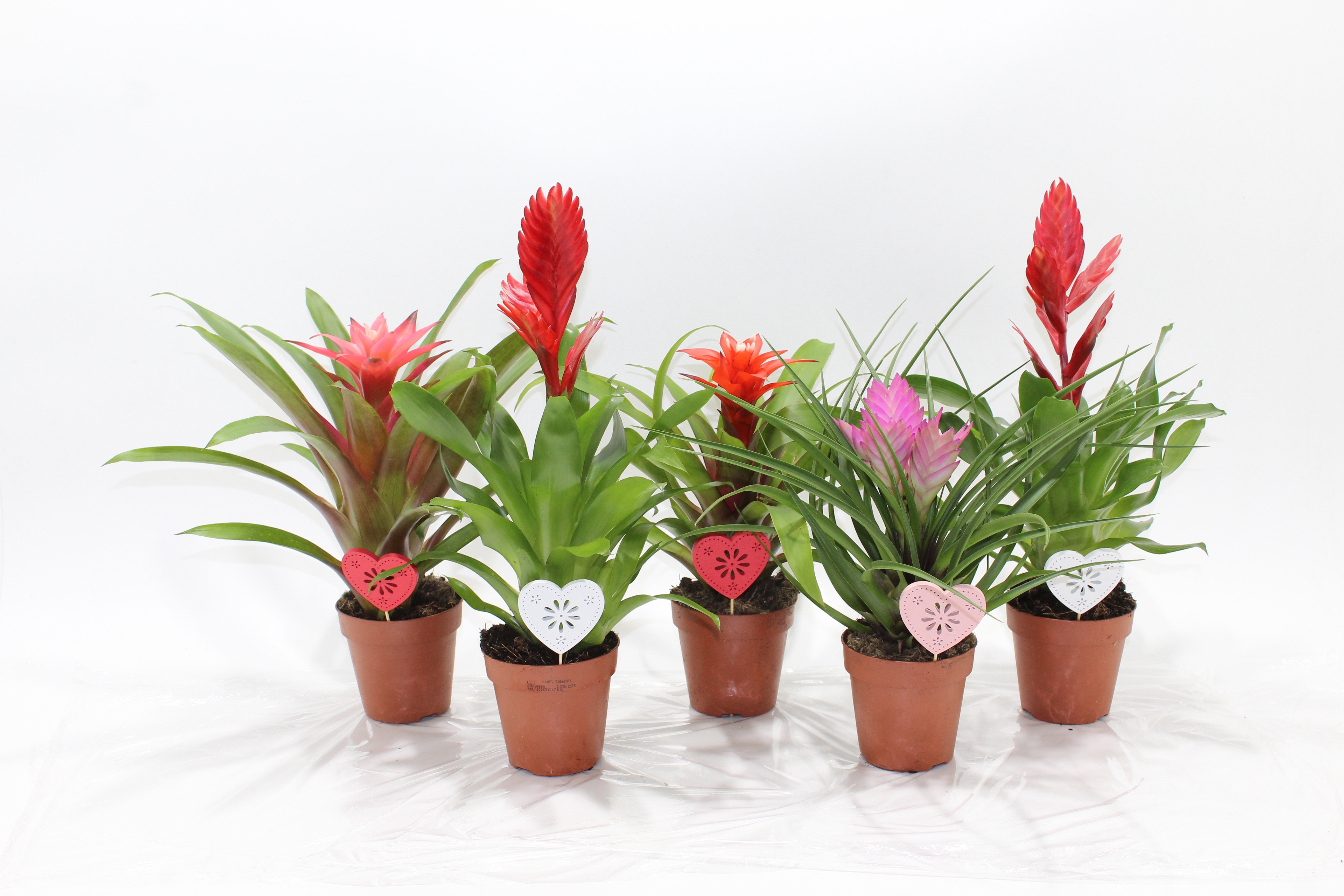 Bromelia Adventure Love met bijsteker hart, D 10,5