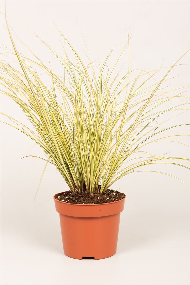 Carex brun. 'Jenneke'®, D 12