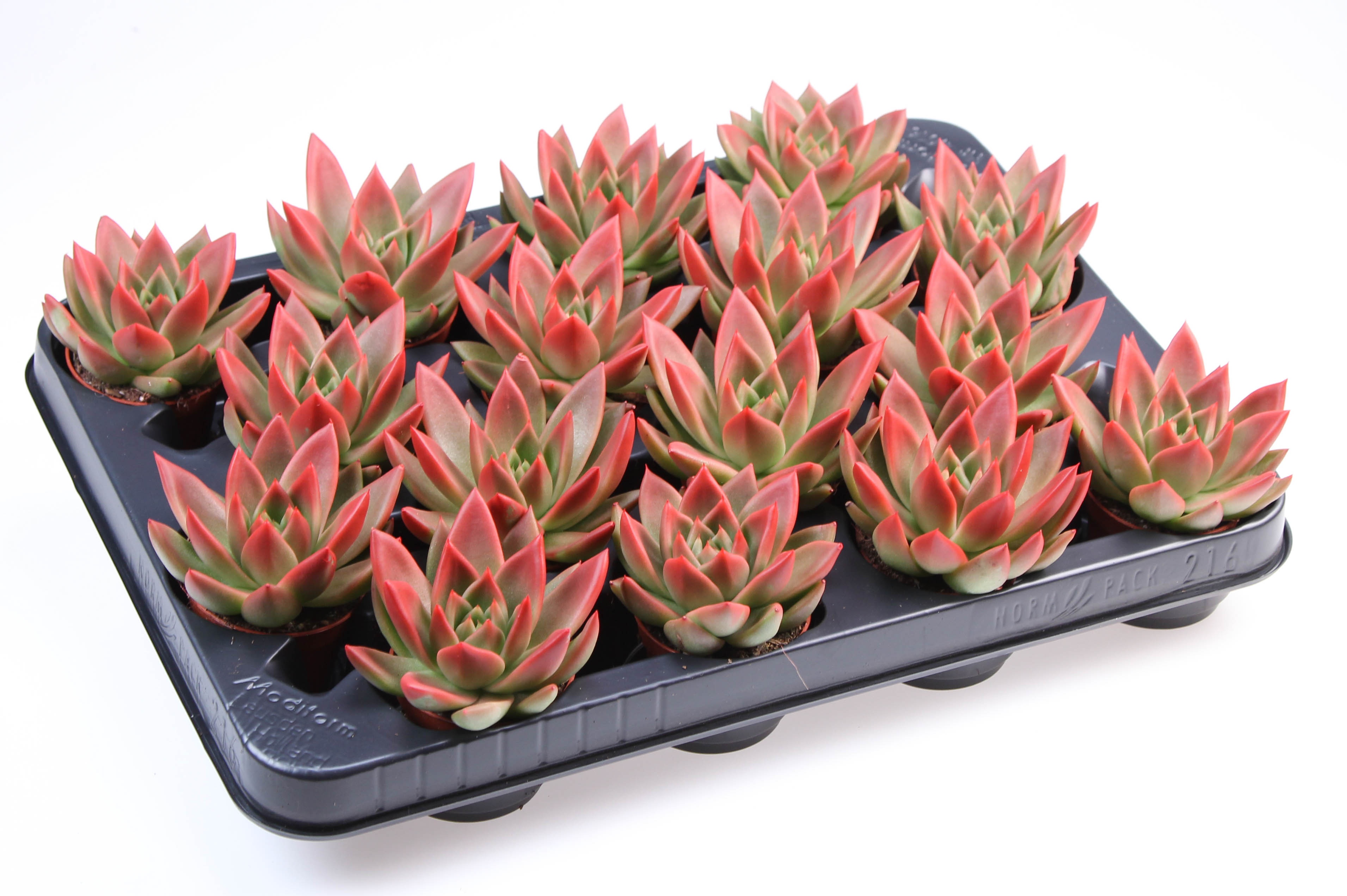 Miranda red tips, D 6