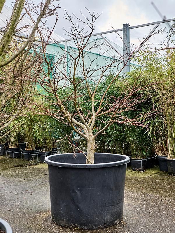 Acer pal. 'Osakazuki', D 80