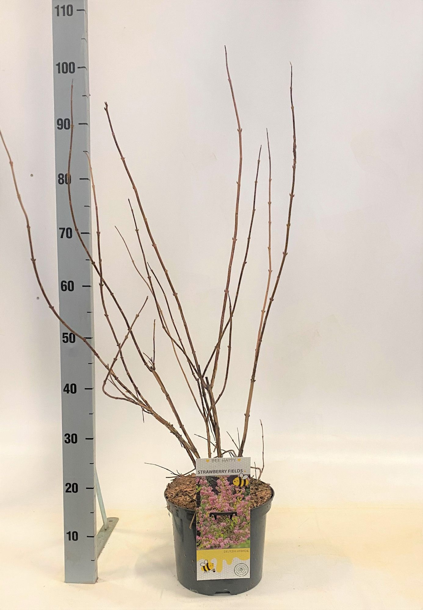 Deutzia Strawberry Fields, D 23