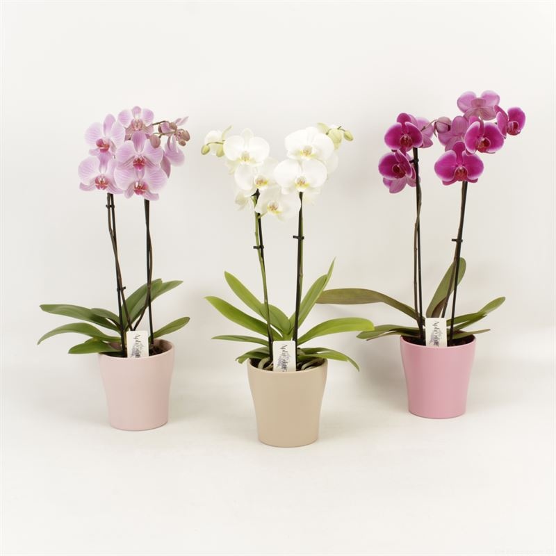 Phalaenopsis gemengd 2 tak gemengd shorty in pastel Moederdag keramiek, D 12