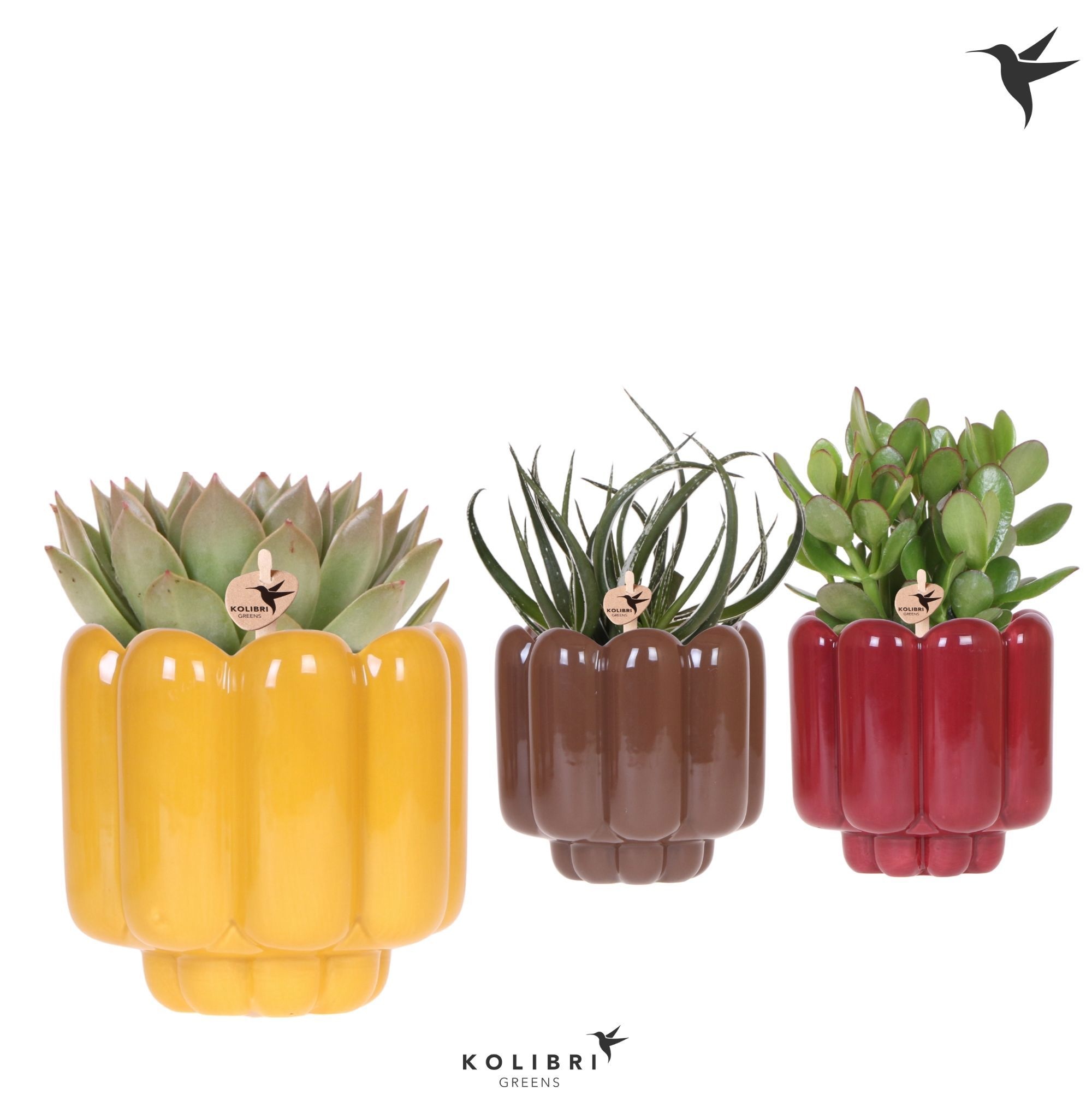 Kolibri Greens Succulenten mix in Retro pot yellow mix, D 12