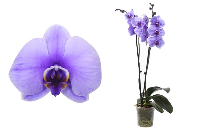 Phal I am Purple 2T12+, D 12