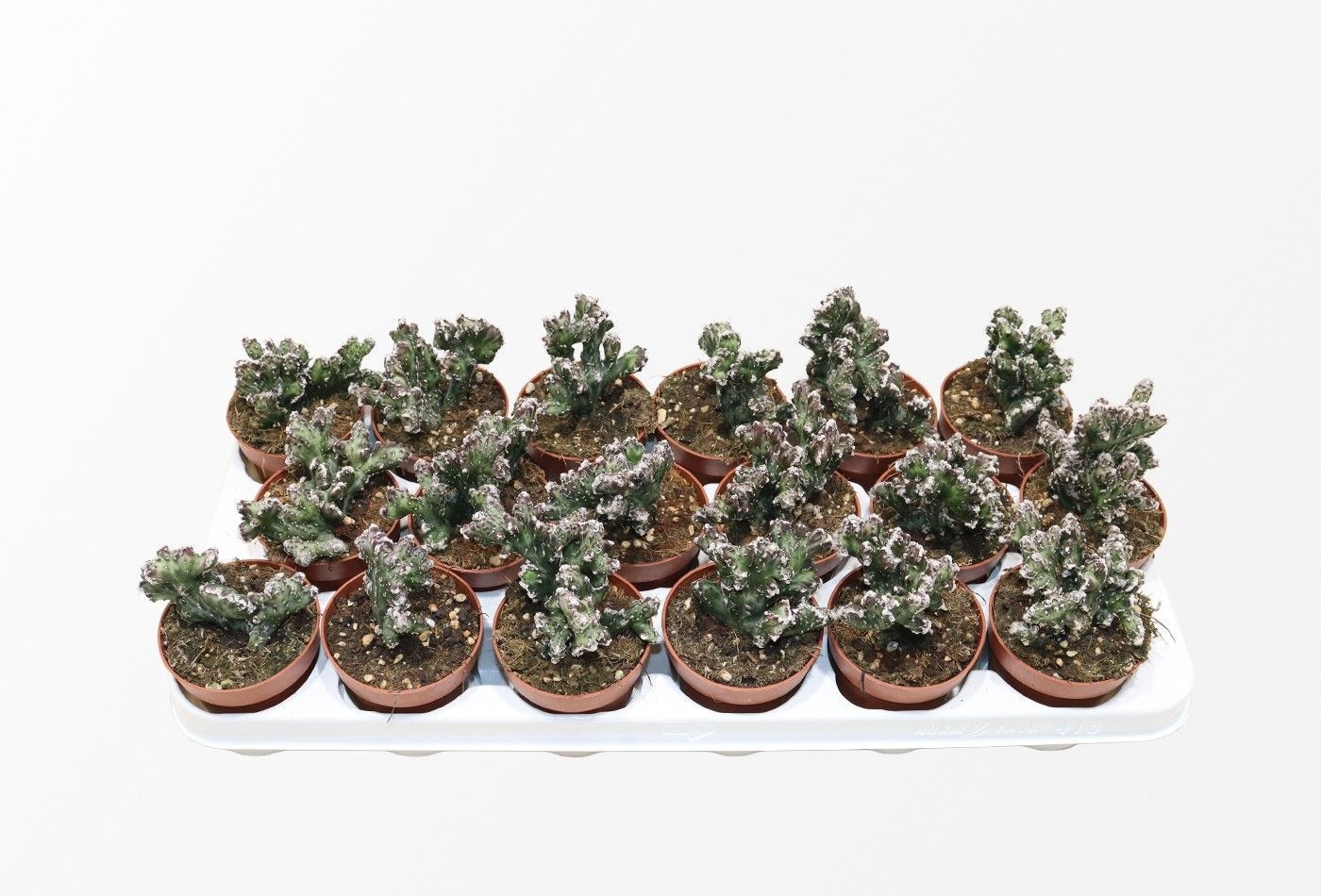 Monvilea Spegazinni Cristata, D 8,5