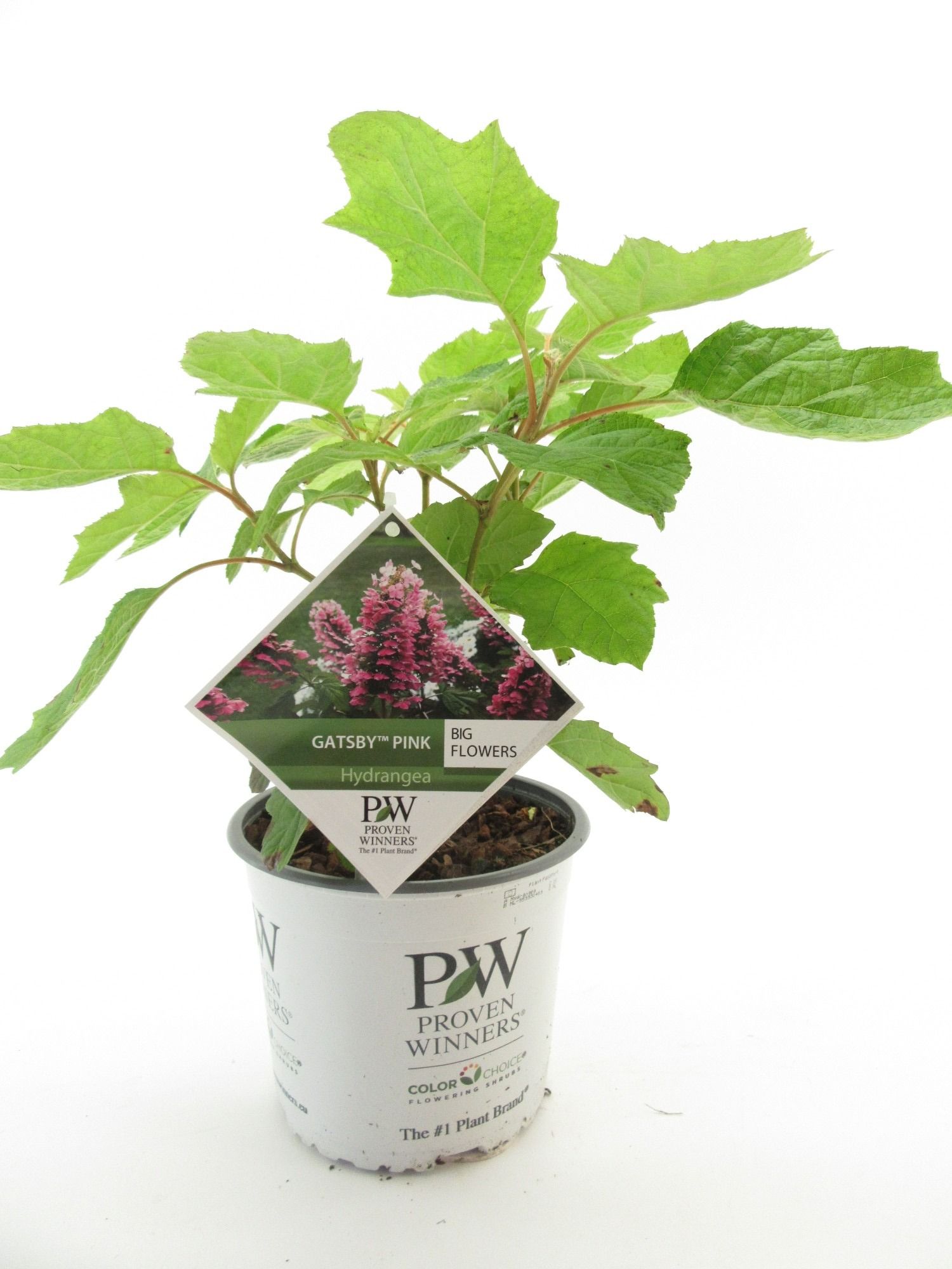 Hydrangea quer. Gatsby Pink, D 19