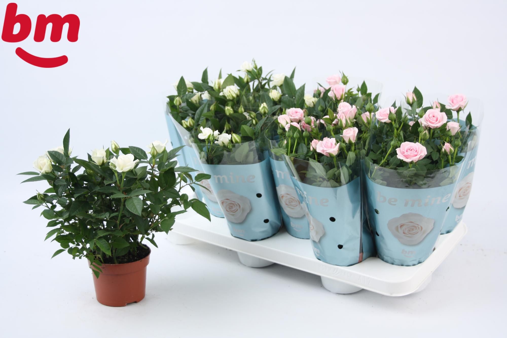 Rosa Mix White Jewel/Baby Jewel Beau Monde (10,5 cm), D 10,5